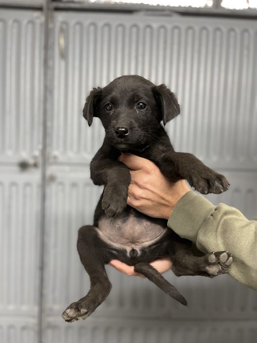Подаряваме 3 малки женски кученца