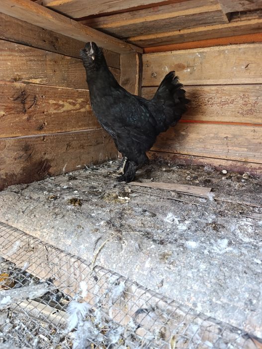 Барадатий япон товук сотилади