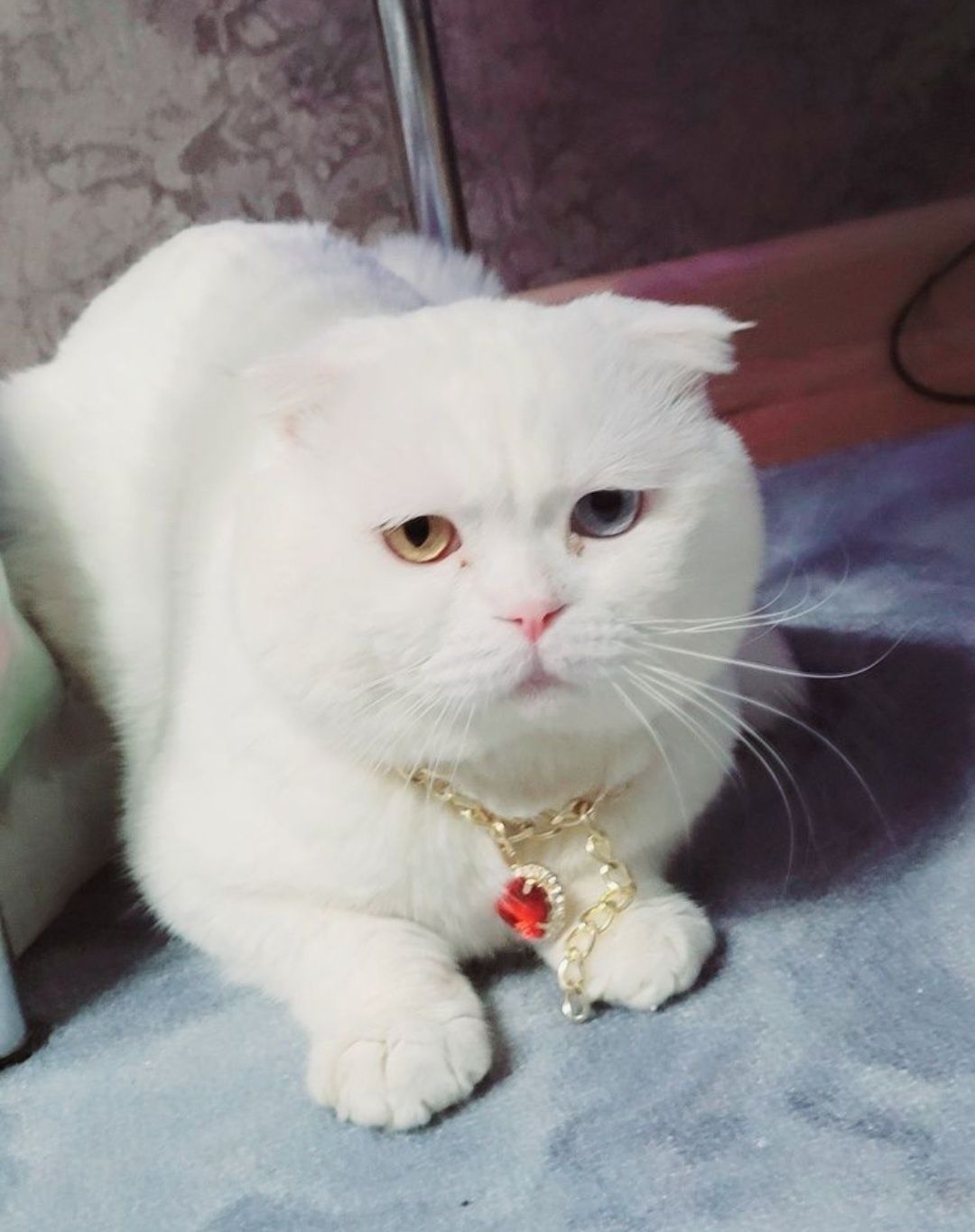 Кот на вязку шотландский вислоухий