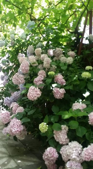 Casă pt locuit sau sediu firma ,desfășurare activități