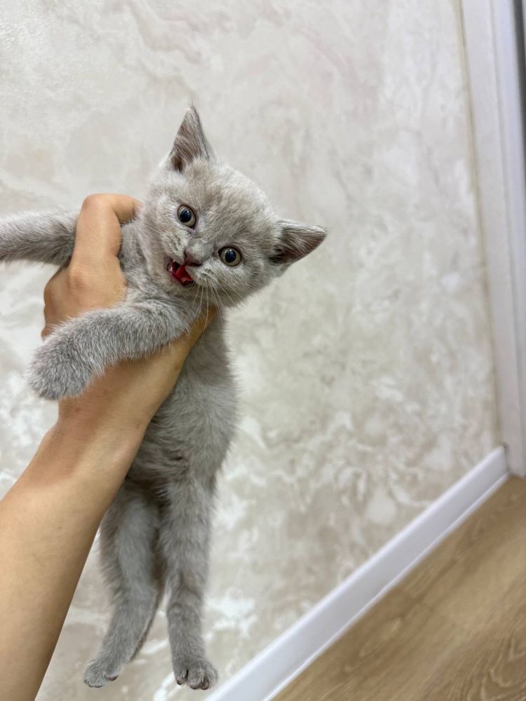Кошкии, Mushuklar