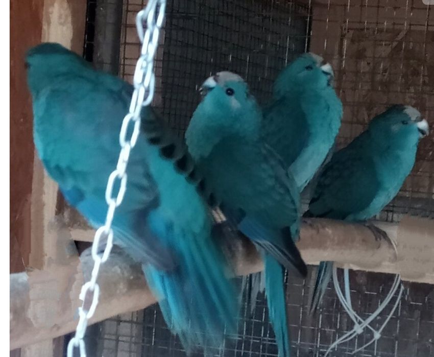 Коледна промоция на папагали