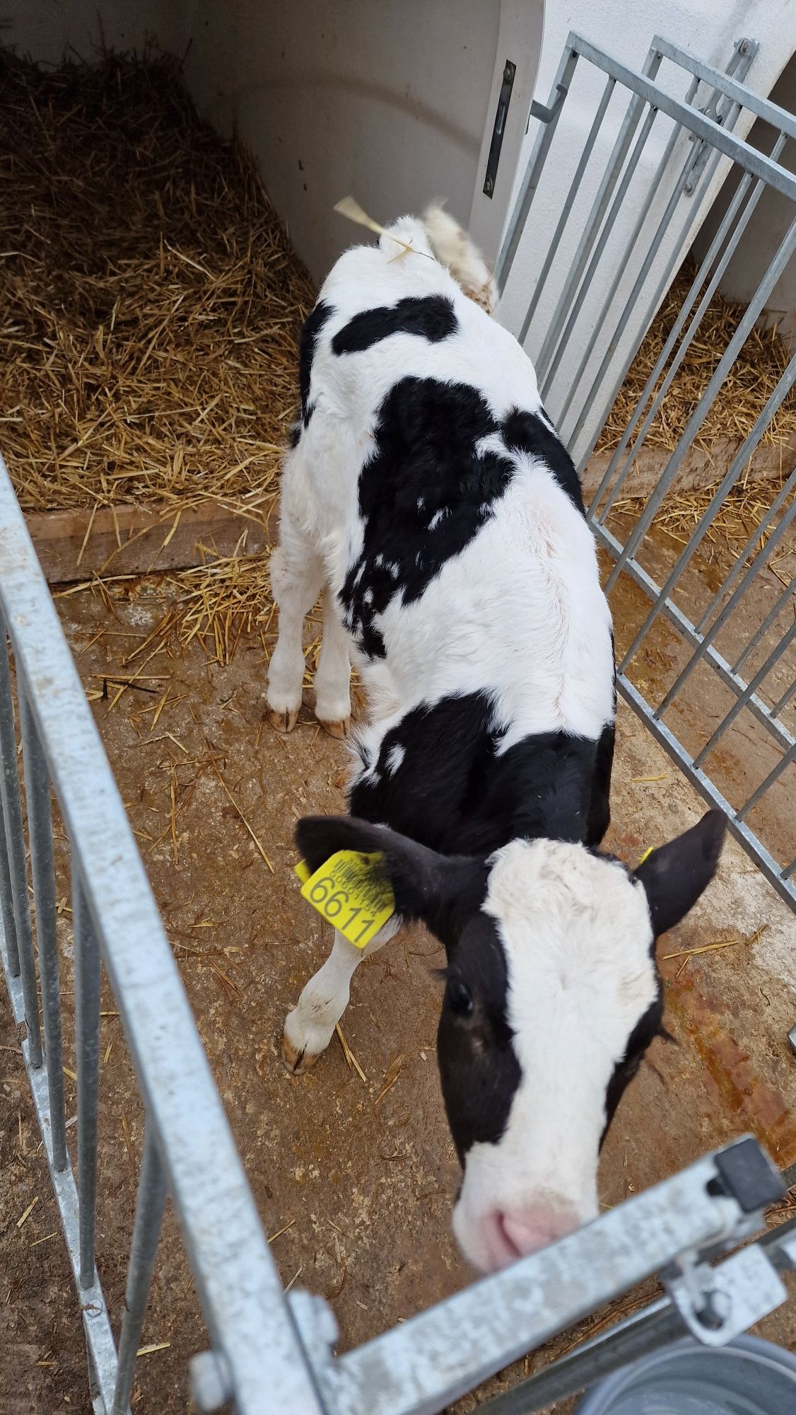 Vitei Holstein de vanzare