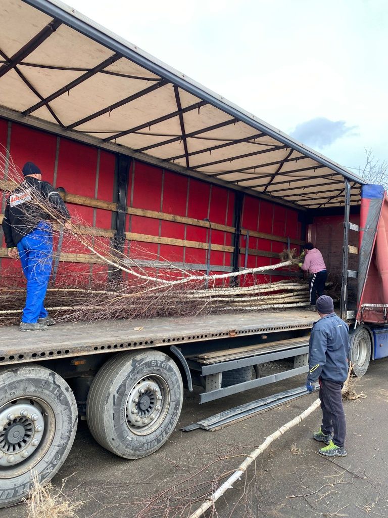 Mesteacăn tei catalpa salcie prunus  stejar paulonia