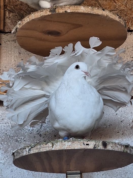 Porumbei rotați/voltati