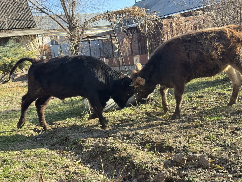 Продается бычок с телкой