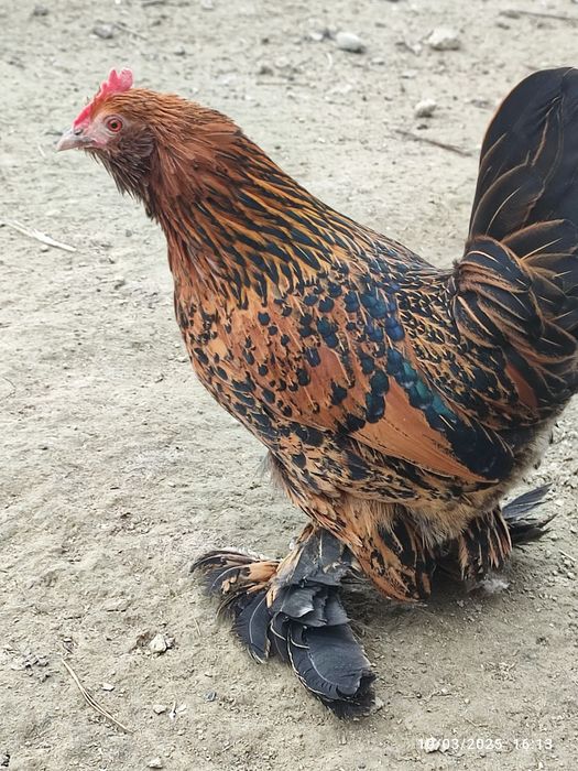 Vand oua pt incubat Gaini pitice încălțate