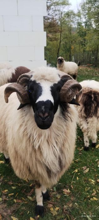 Mior breaz de vanzare