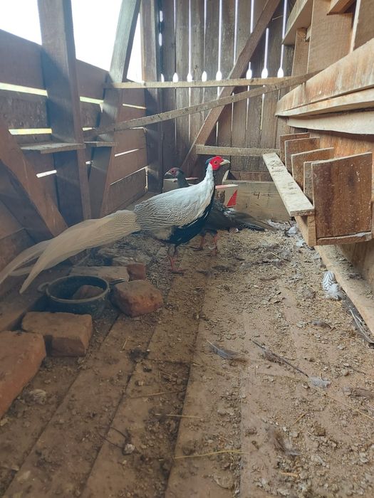 Fazani argintii  de vanzare