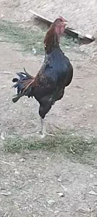 Дакан вьетнам шатыс 1,5 жас