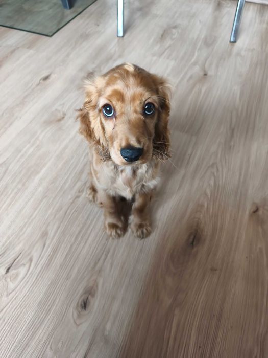 Продавам кученце Кокер Шпаньол - чиста порода, родена 26.08.25