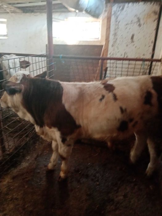 Vând vițel de 4 luni!!