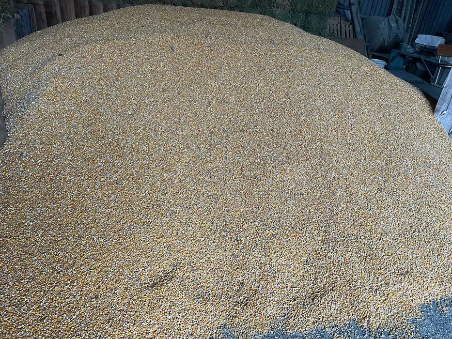 Vand porumb 25 tone 1 leu/kg