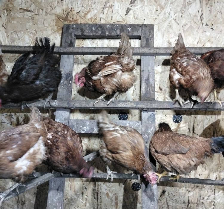 Продам кур несушек