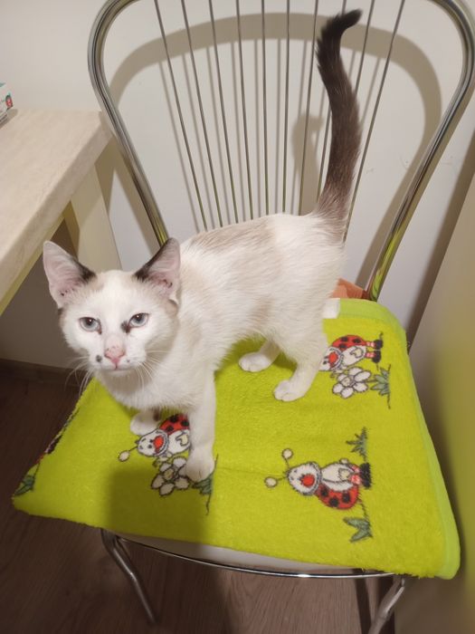 Donez pisici negri si alb