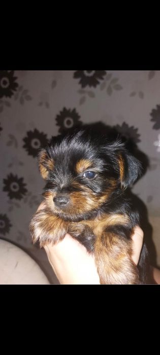 Yorkshire  Terrier