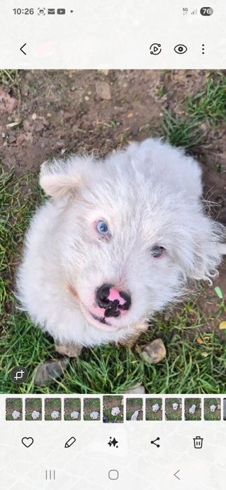 Donez catel pui   , varsta 5 luni