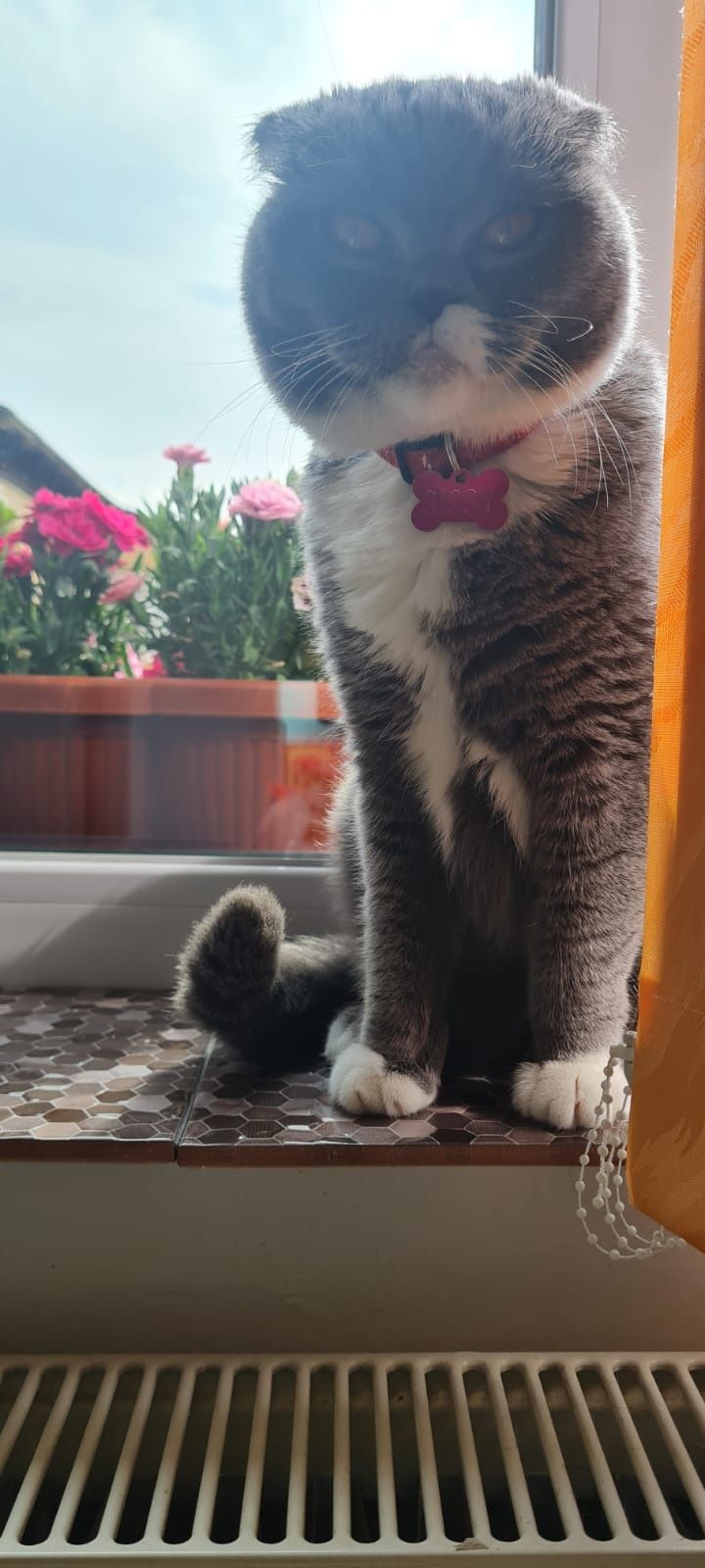 Fetițe Scottish fold de vânzare