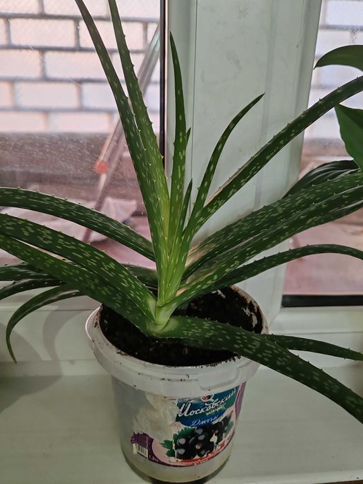 Цветы домашние, растения