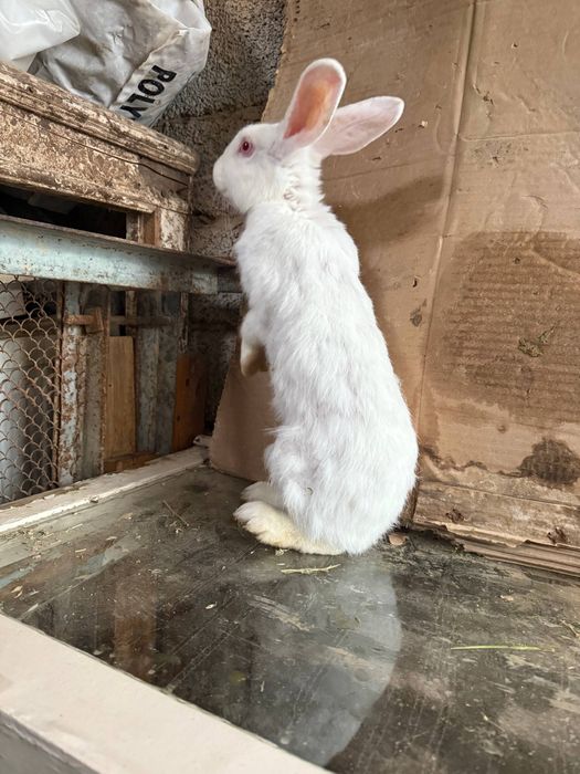 Samka quyon sotiladi