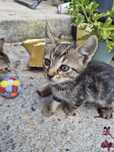 Pisici pentru adoptat