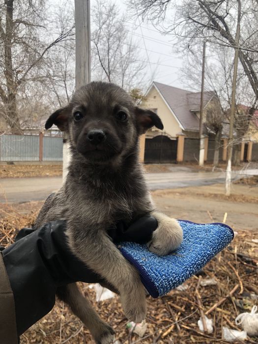 Щенки маленькие, ищут дом! люди забрали 5 осталось 11