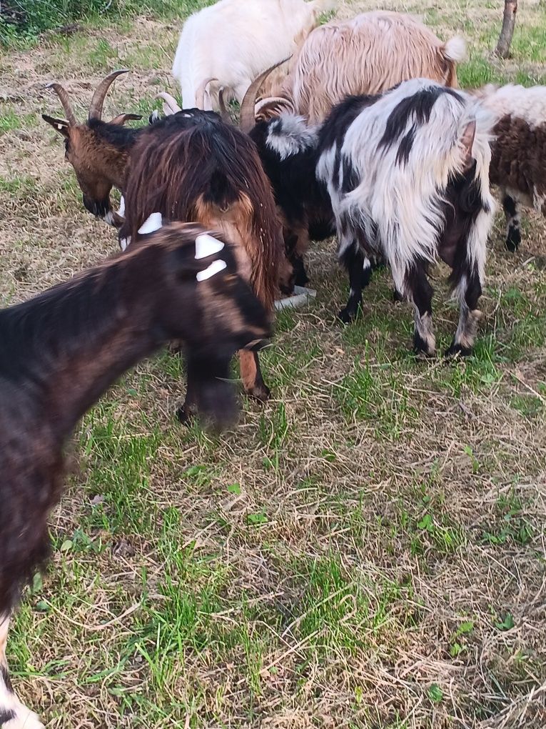 De vanzare 5 capre foarte bune de lapte