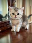 Котенок Серебристая шиншила мальчик