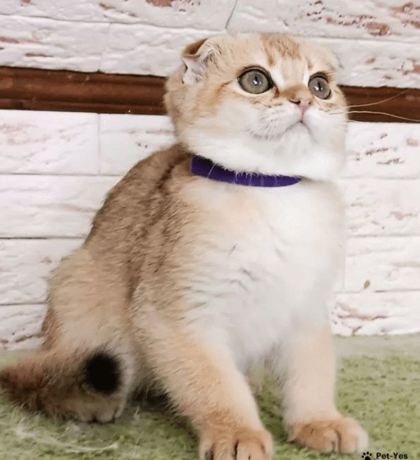 Котята Золотистой Шиншиллы