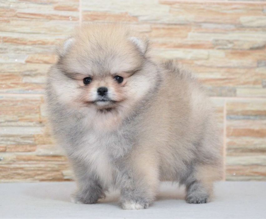 Fetita pomeranian mini/toy!