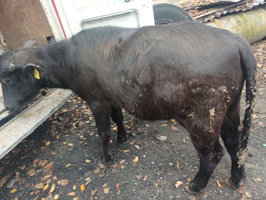 Vitei bivol crescuți natural ( vitel tauras taur vitica )