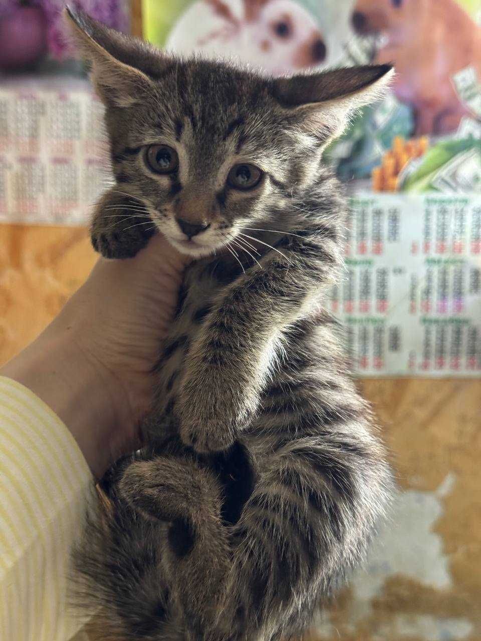 Милые котята в добрые руки