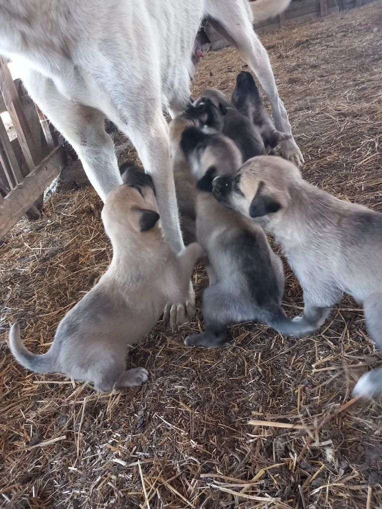 Vând căței kangal