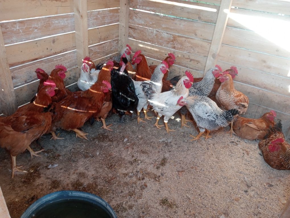 Cocoși caută casă nouă