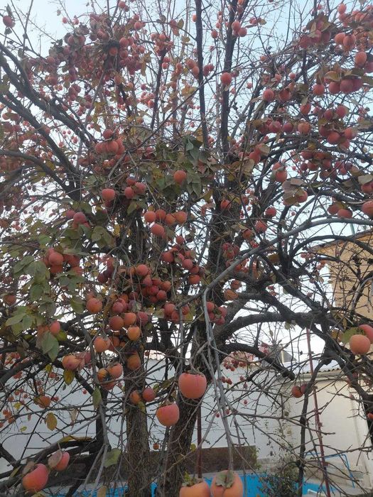 хурма с дерева, сладкая, сорт шоколад