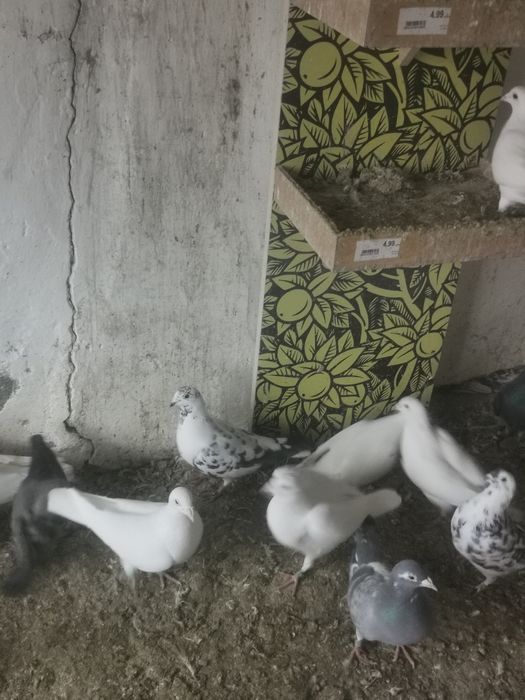 Porumbei Voiajori albi