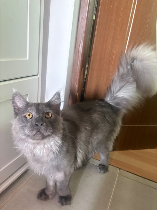 Pisica de rasa Maine coon mascul
