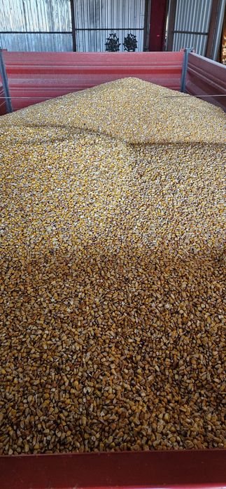 Porumb (graunte) 0.80 bani kg