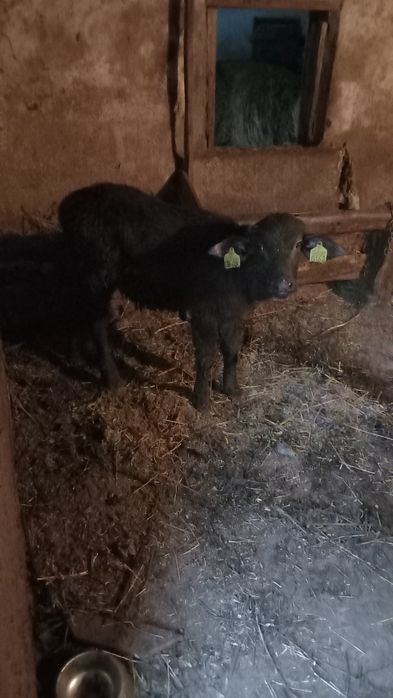Se vinde un vițel de bivol