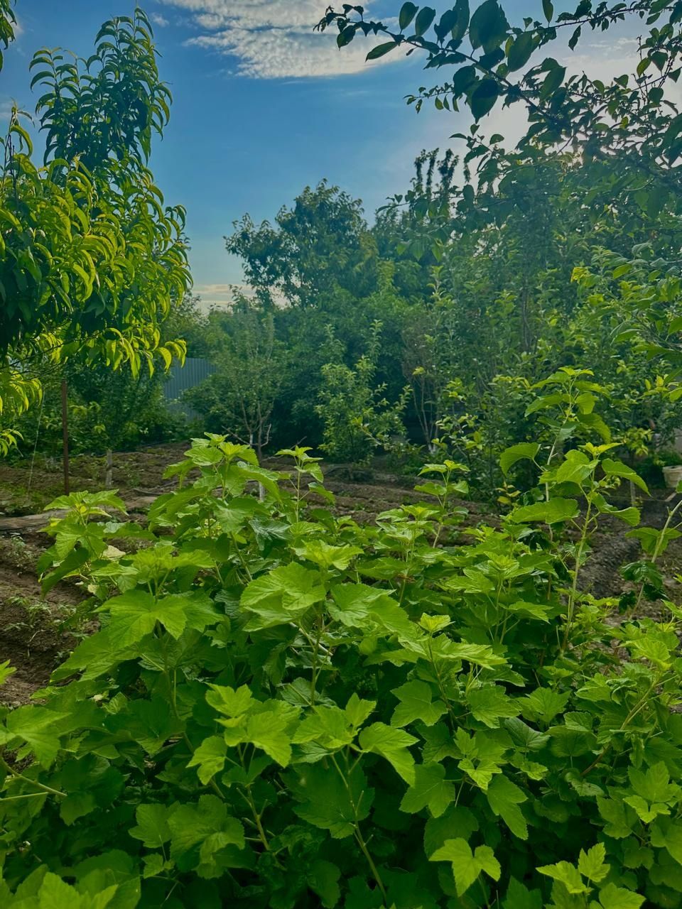 Продам дачу с домом С/о Химик