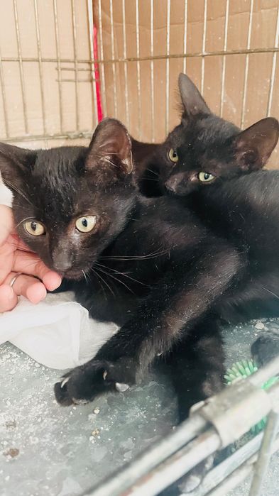 Pisicuțe negre spre adopție