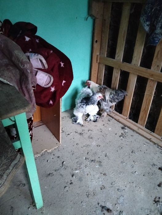 Vînd eada de sub o mama buna de lapte