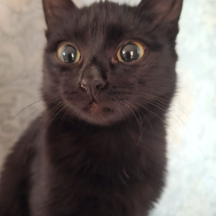 Отдам котенка в хорошие руки