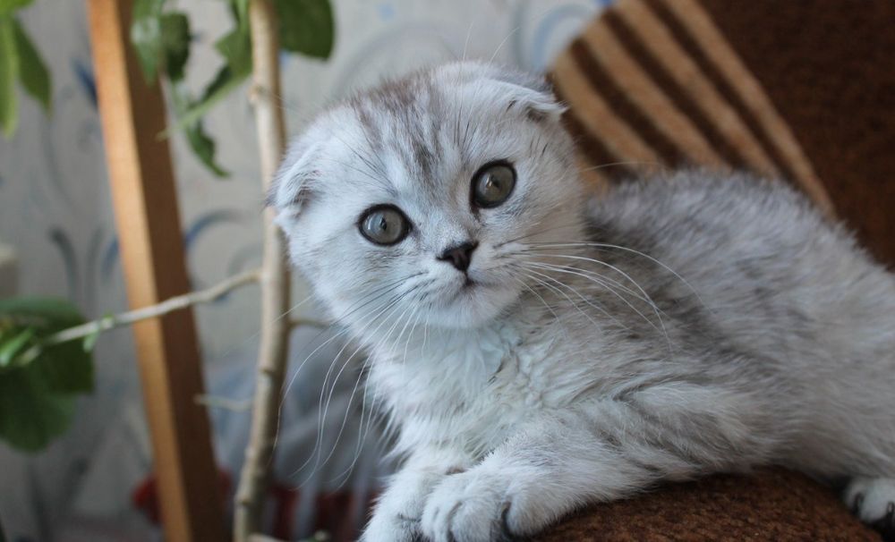 Мальчик вислоушка