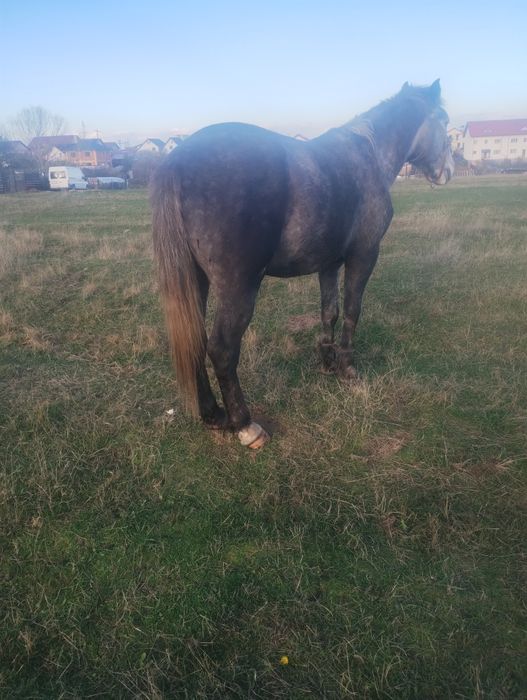 Vând cârlan de 3 ani