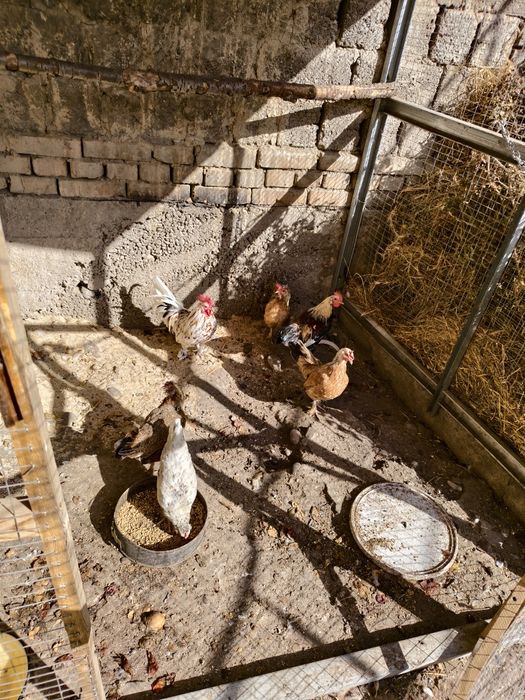 Япон товук хуроз пакана буйи аралаш