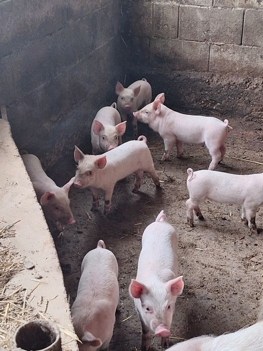 Продавам прасенца