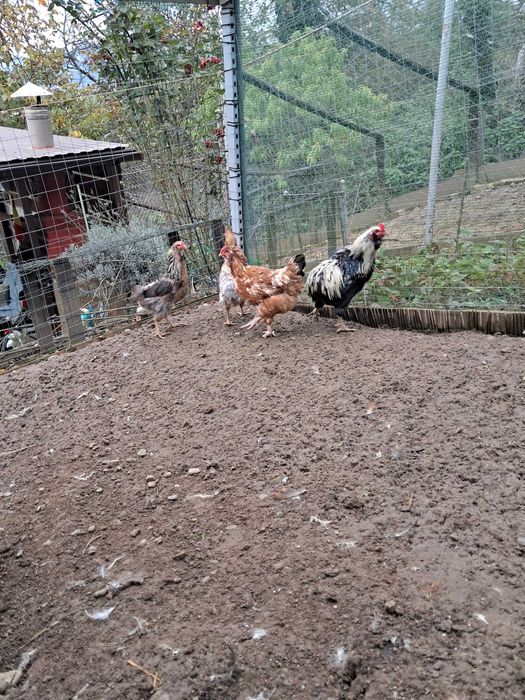 Cocoș Araucana 2024