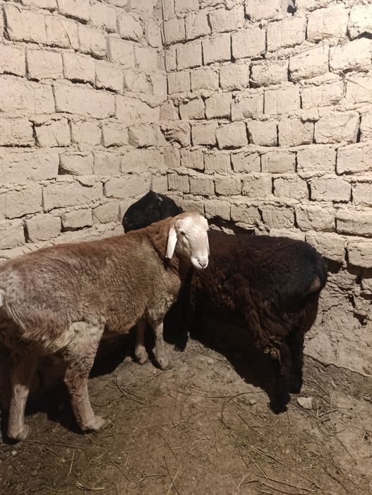 Кошкарлар сатылады