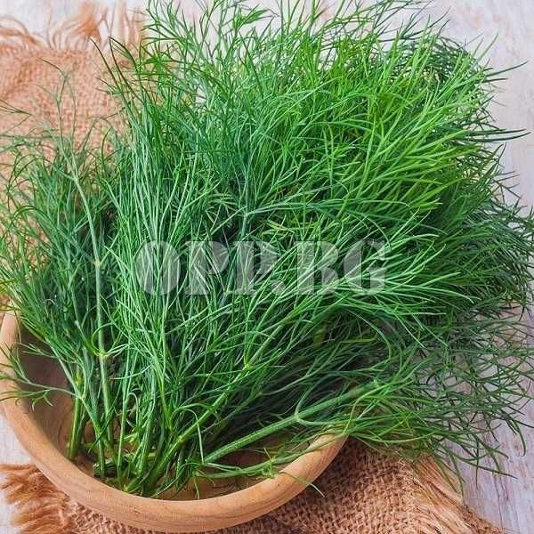 Продавам семена на Копър - реколта 2025 г.